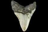 Bargain, Fossil Megalodon Tooth - North Carolina #108973-1